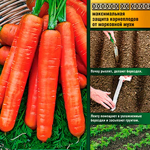 Семена моркови, купить в интернет магазине Купить-Семена-Почтой.рф